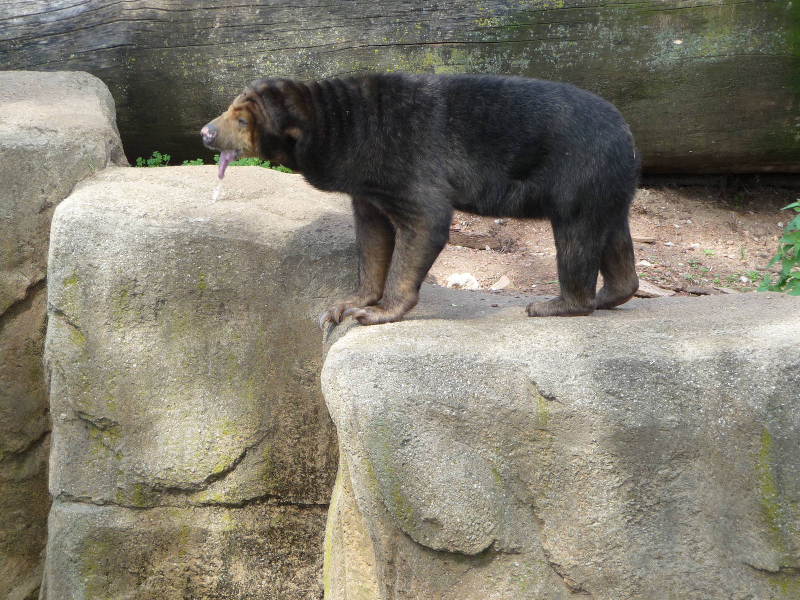 Lincoln Park Zoo - Sun Bear