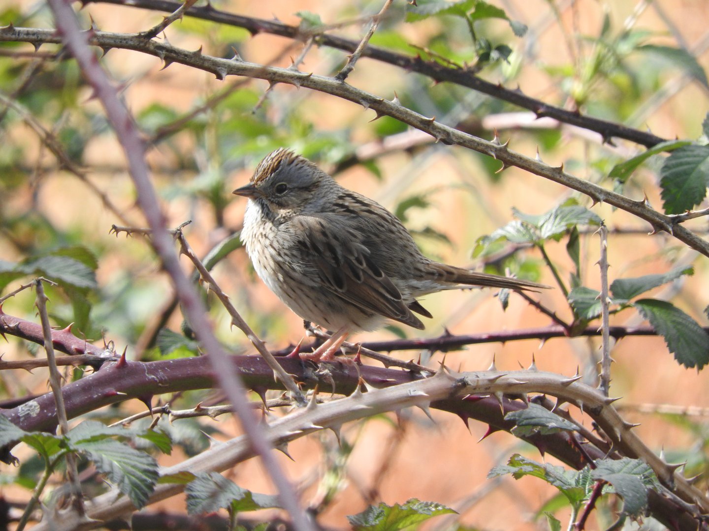 Lincoln's Sparrow