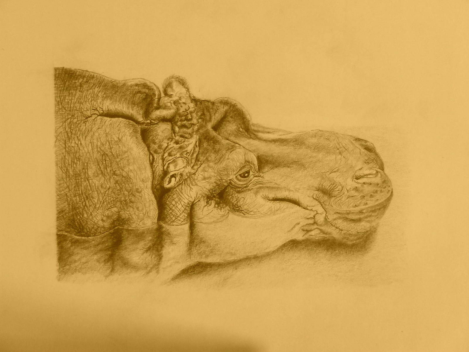 Linda, female Nile Hippopotamus, drawing