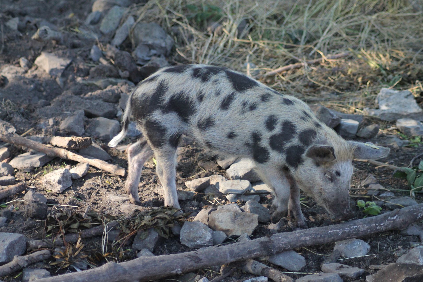 Linderöd pig (Swedish breed)