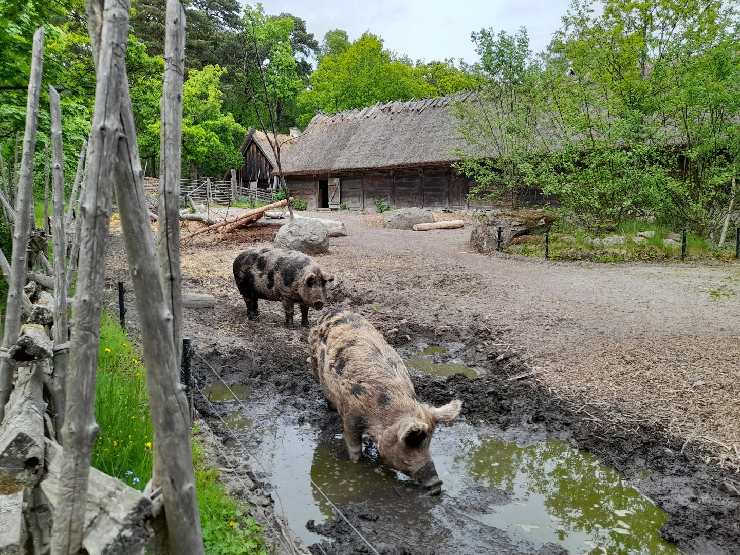 Linderöd pig