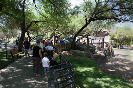 line for giraffe feeding
