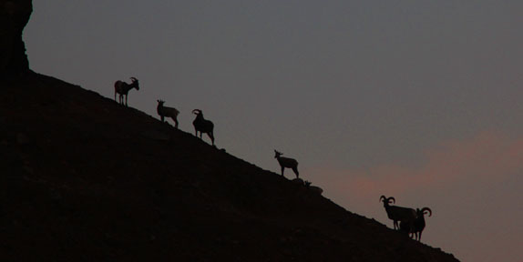 Line of bighorns