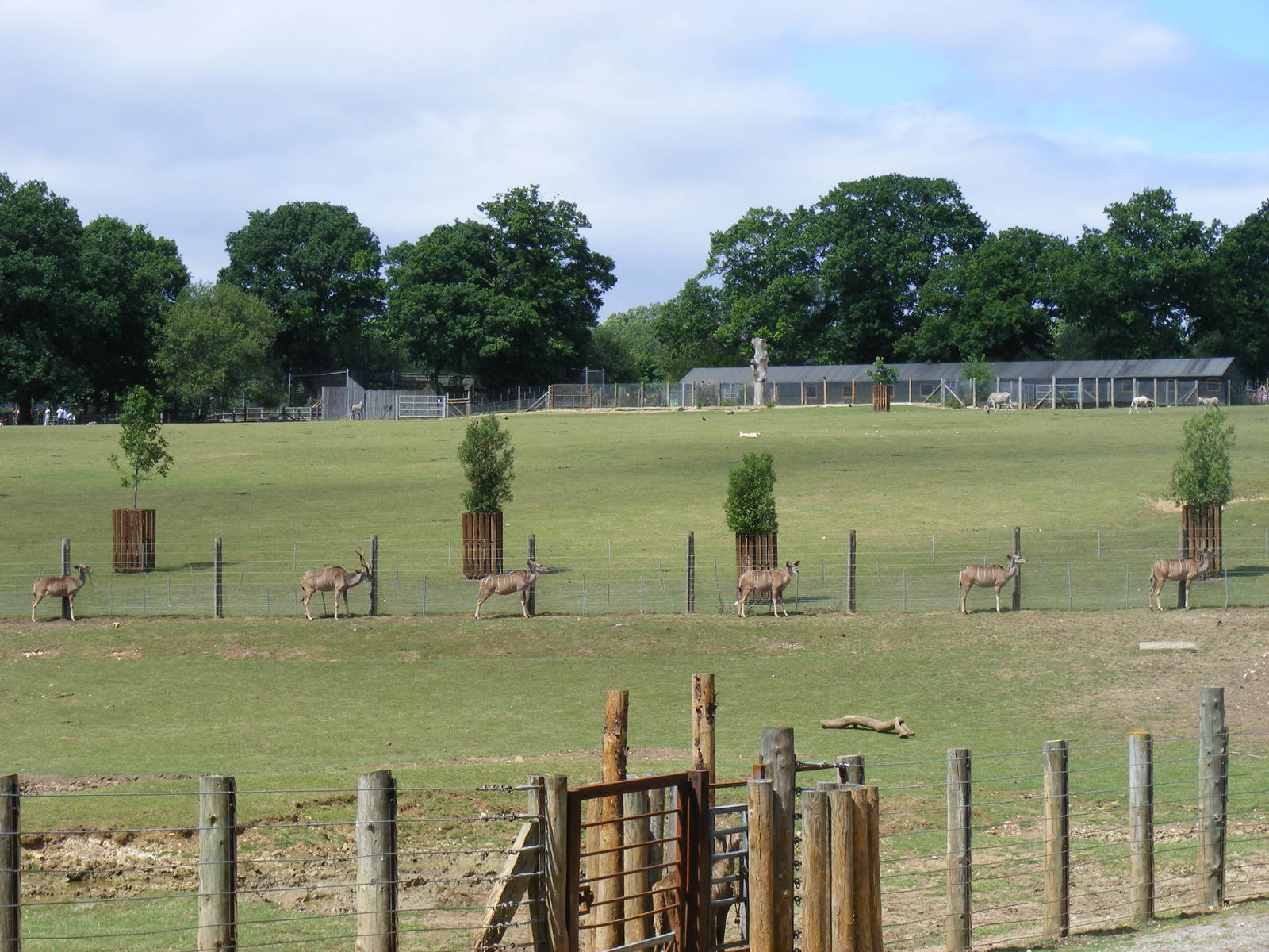 Line of greater kudus at Marwell Wildlife, 18 July 2010