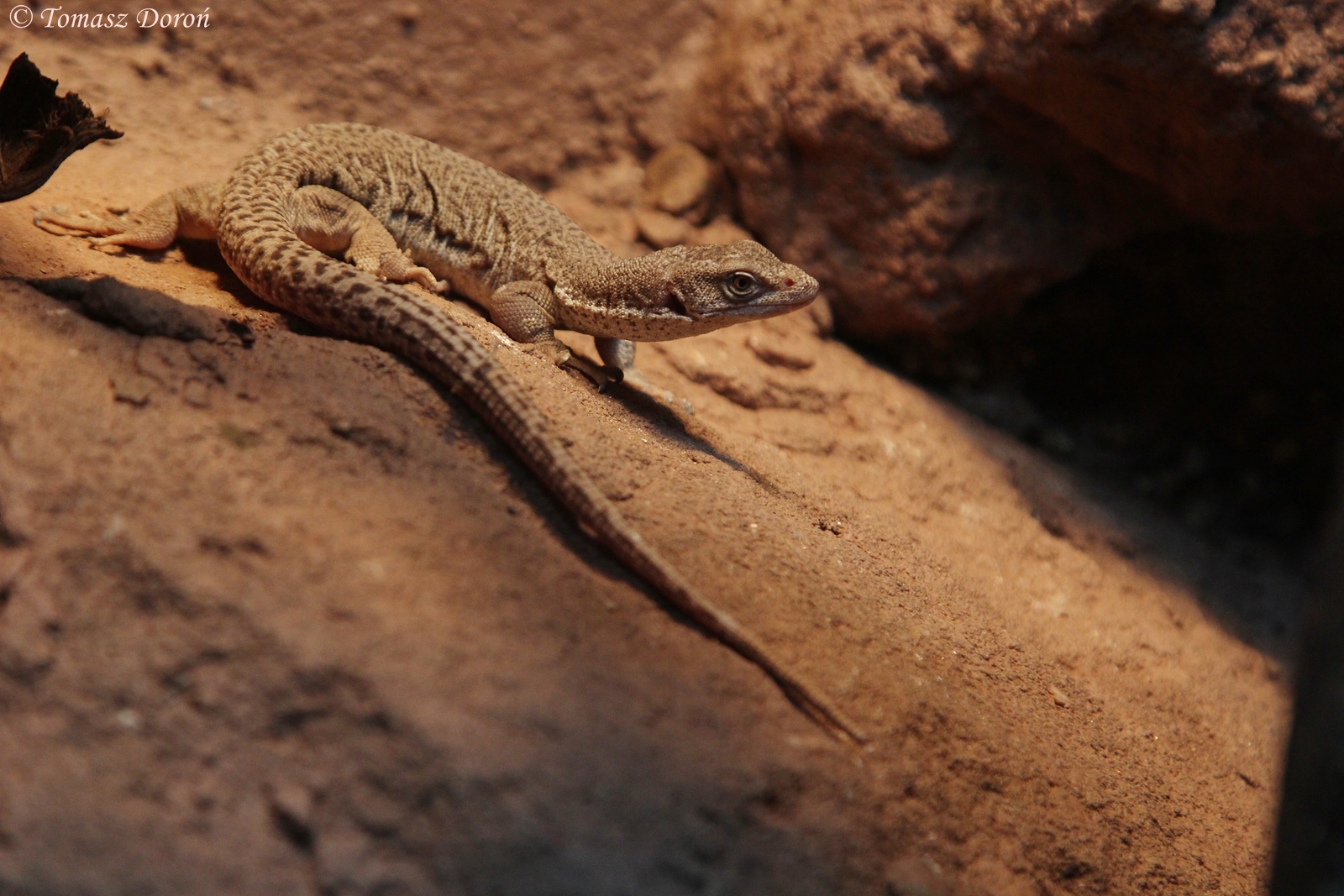 Line-tailed Pygmy Monitor (Varanus caudolineatus)