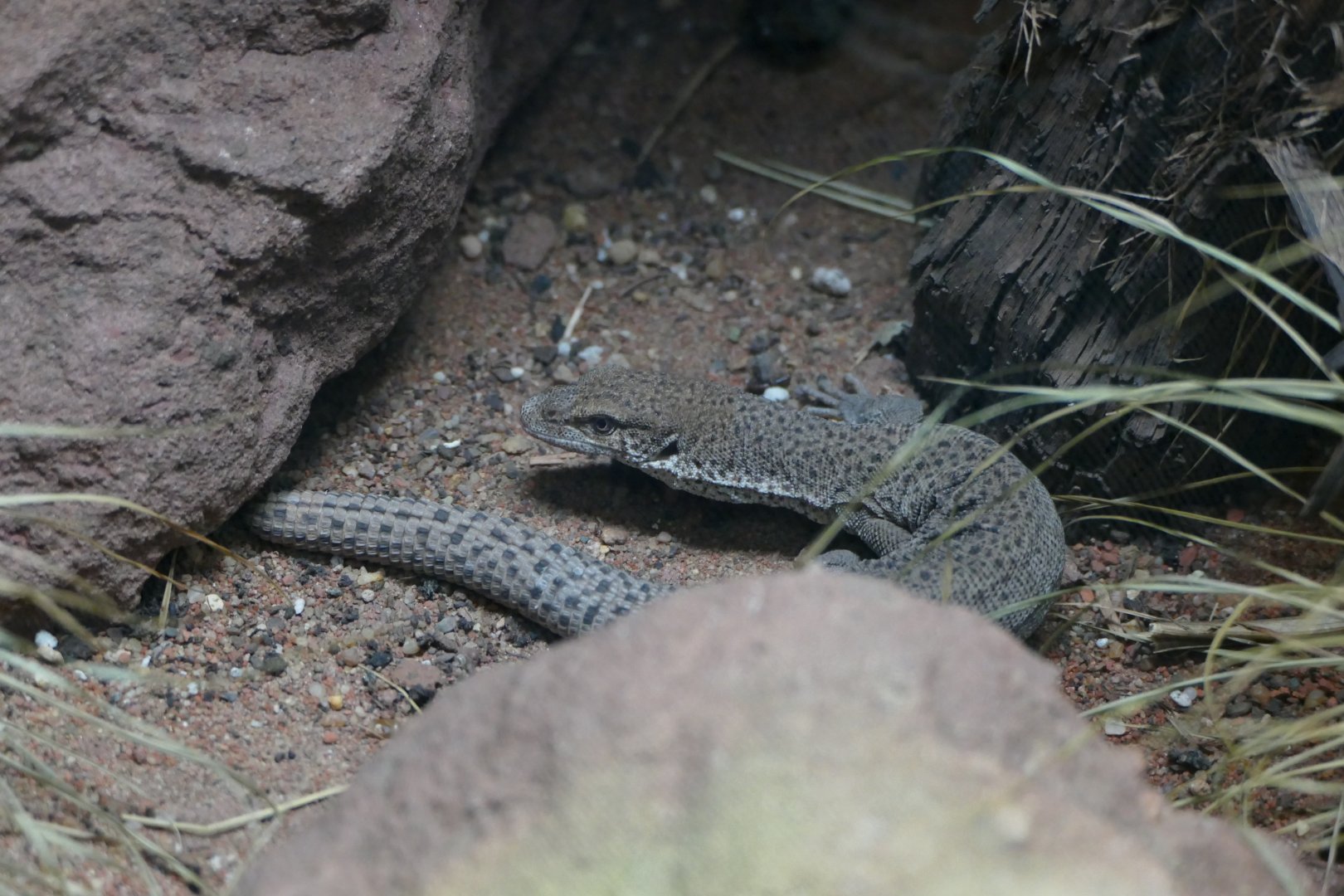 Line-tailed pygmy monitor