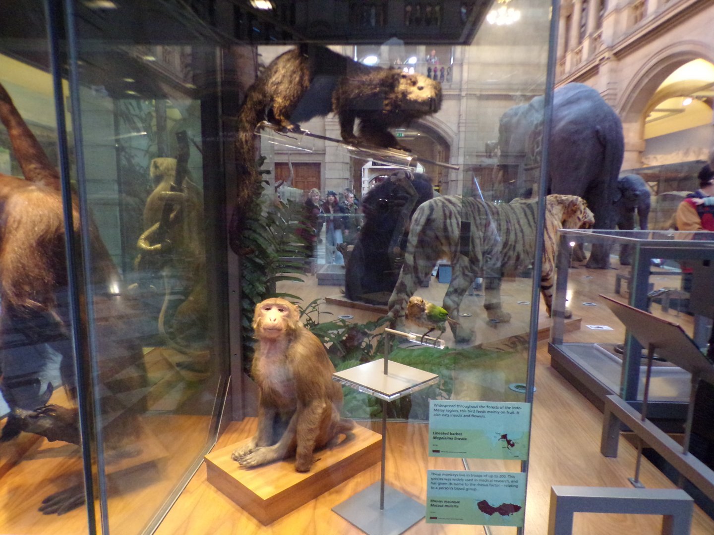 Lineated barbet, binturong and Rhesus macaque (taken in Kelvingrove museum) 12.2.24