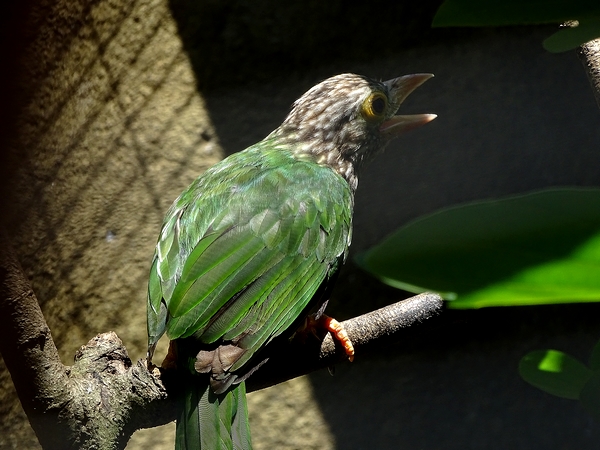 Lineated barbet, Megalaima lineata (08/2016)