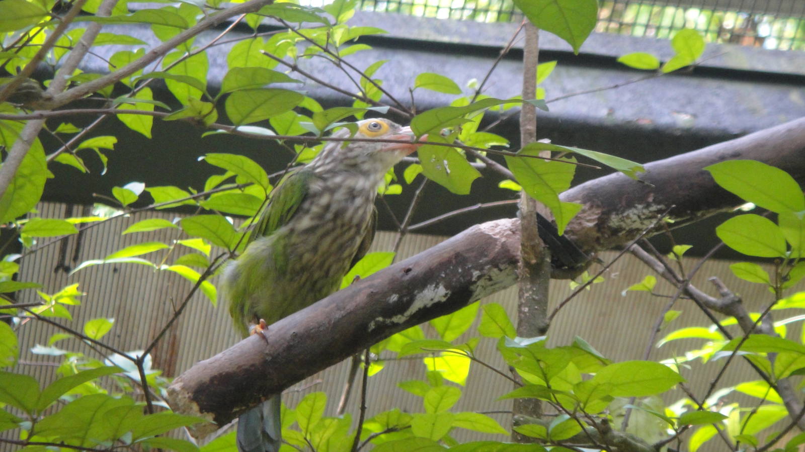 Lineated Barbet (Megalaima lineata)