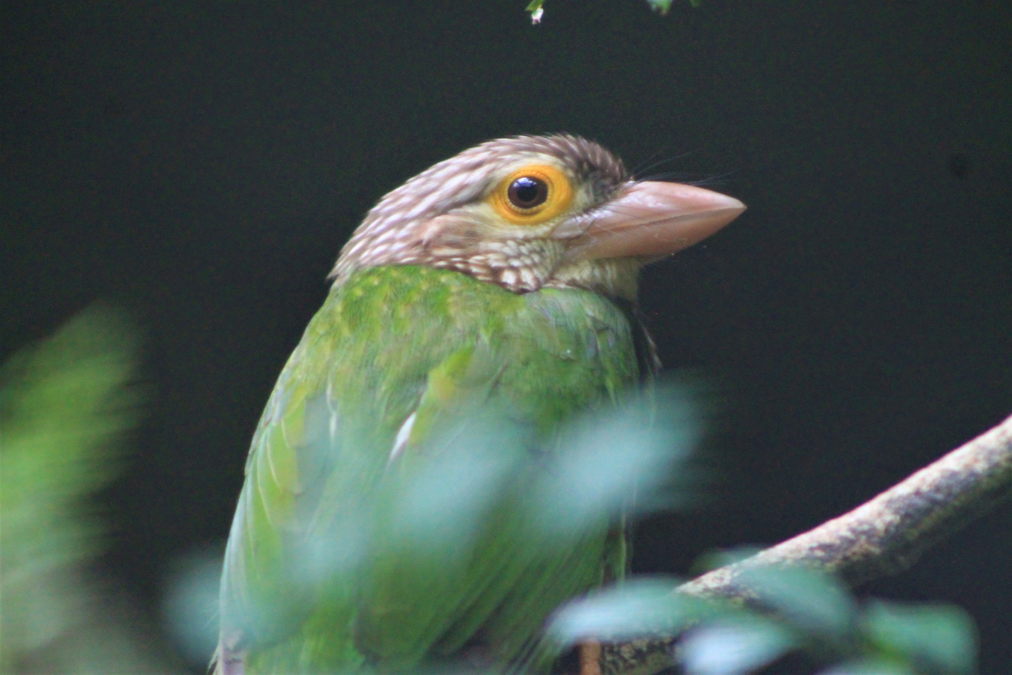 Lineated Barbet (Megalaima lineata)