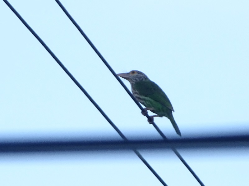 Lineated barbet (Psilopogon lineatus hodgsoni)