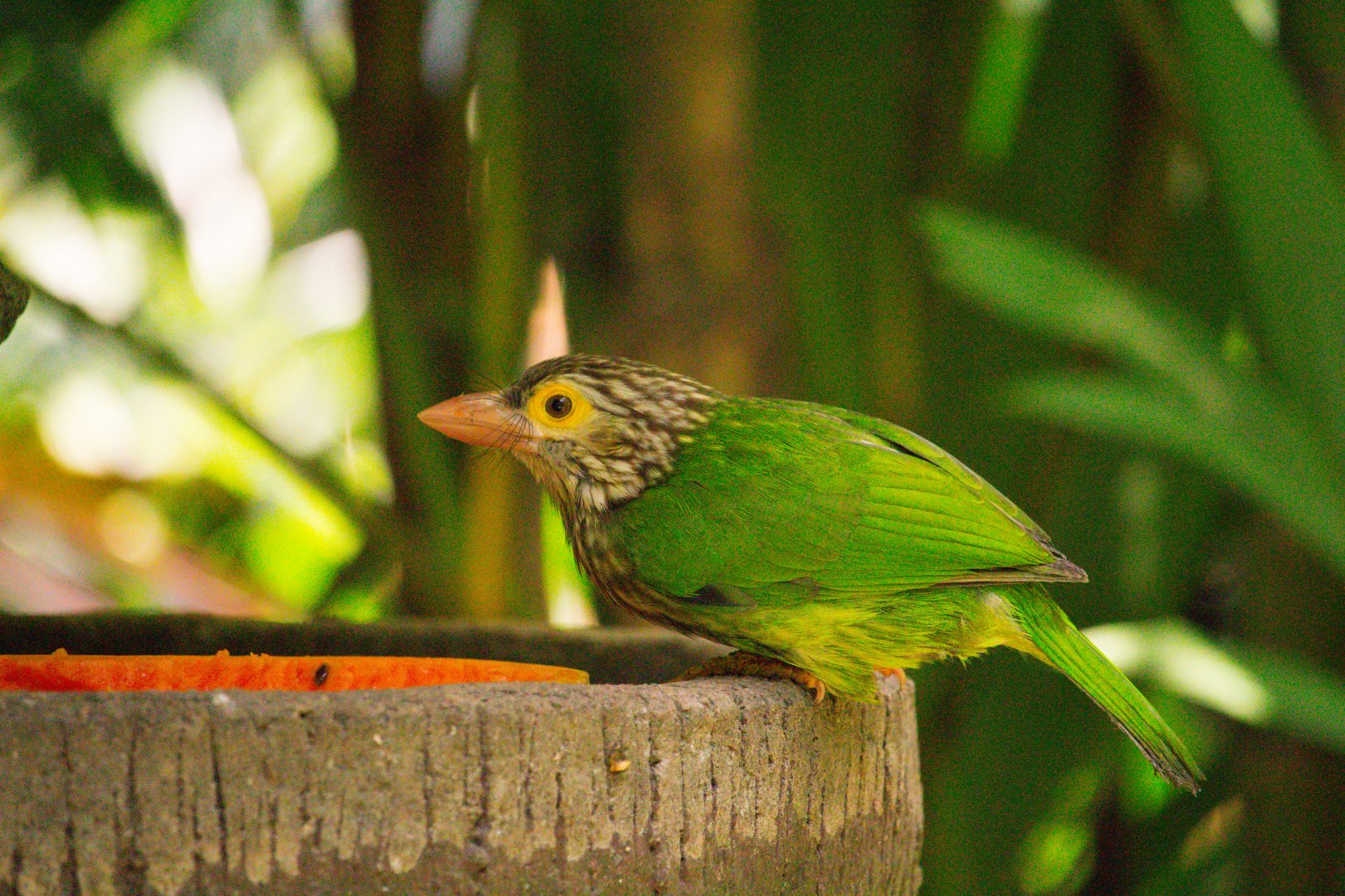 Lineated Barbet (Psilopogon lineatus)