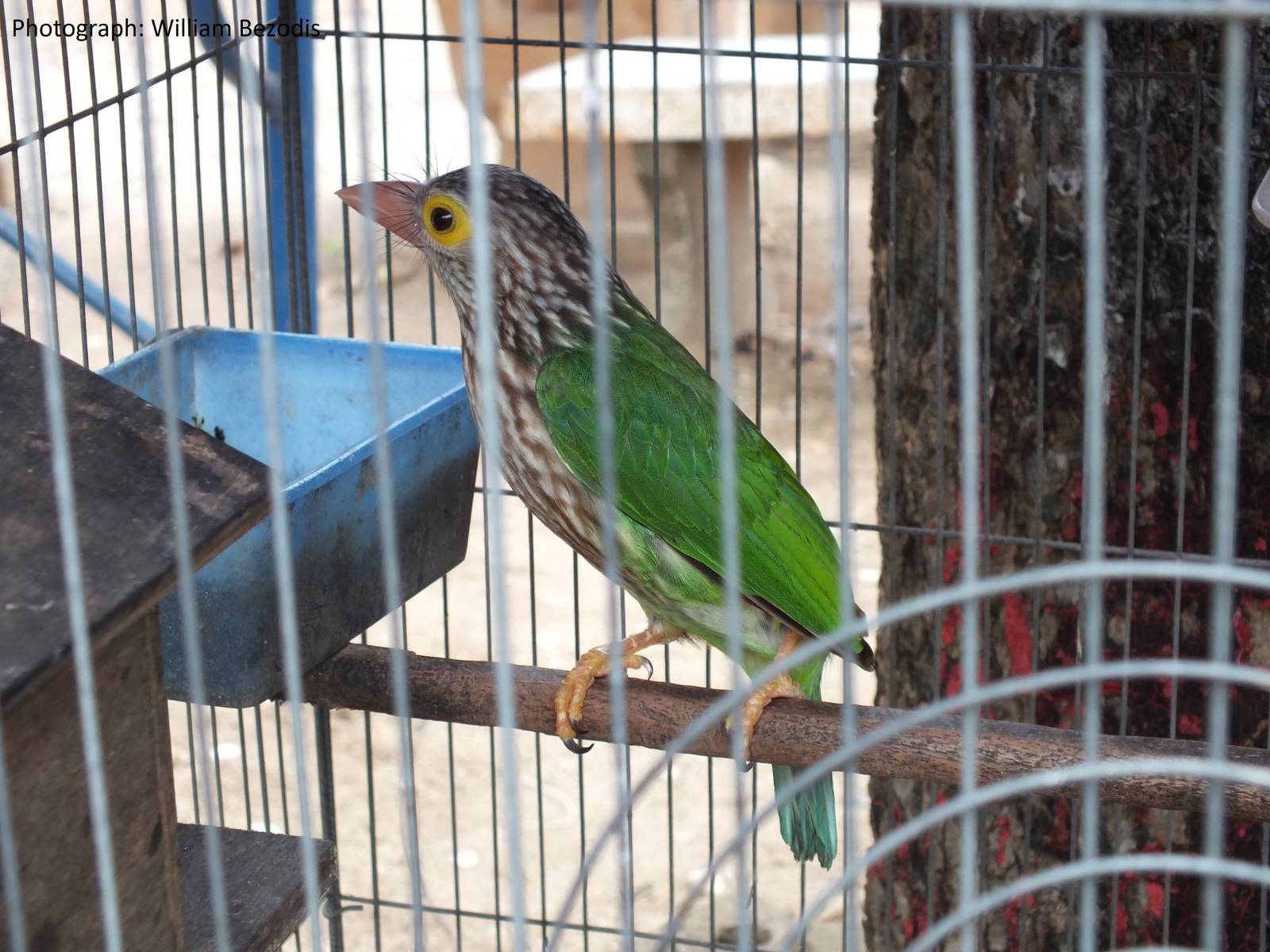 Lineated Barbet