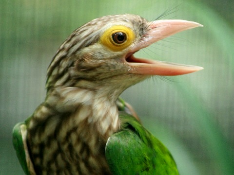 Lineated Barbet