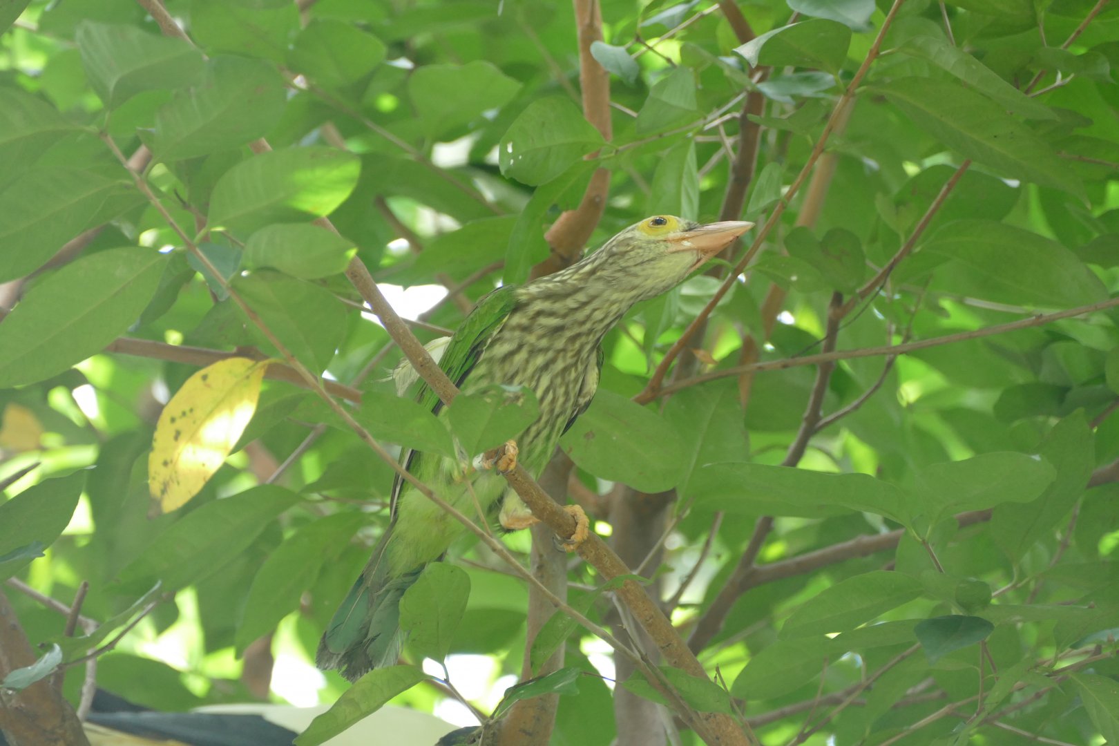 Lineated Barbet