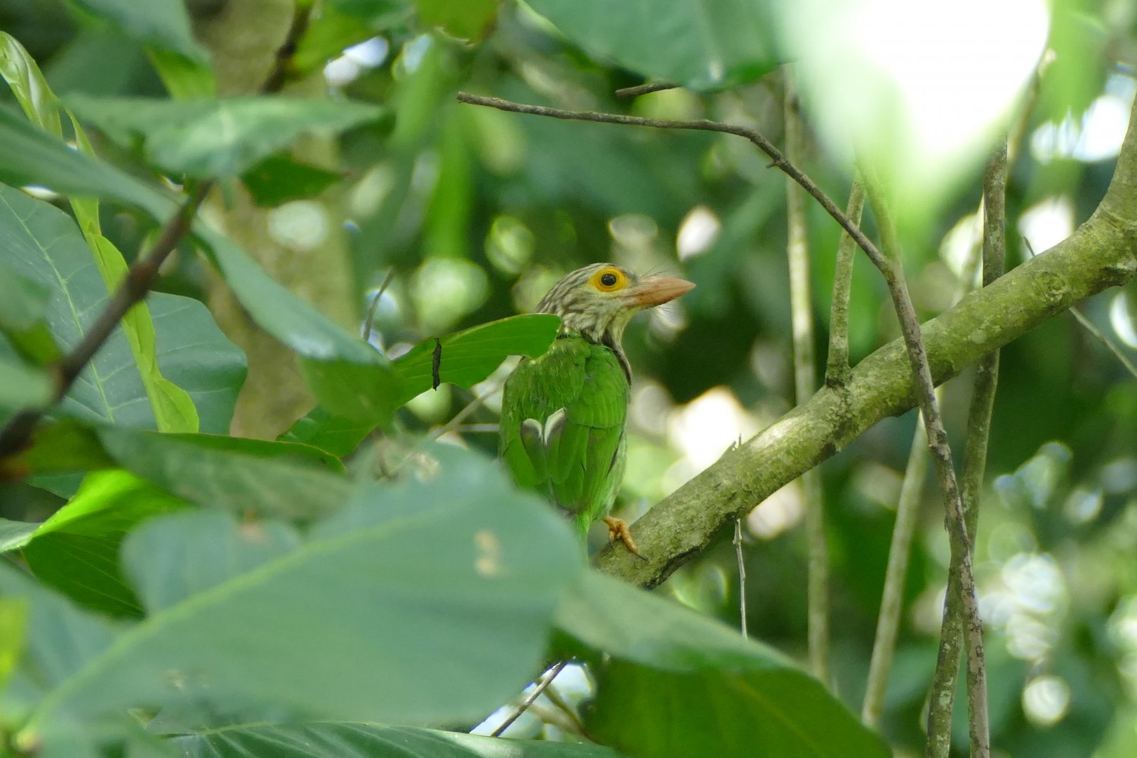 Lineated Barbet