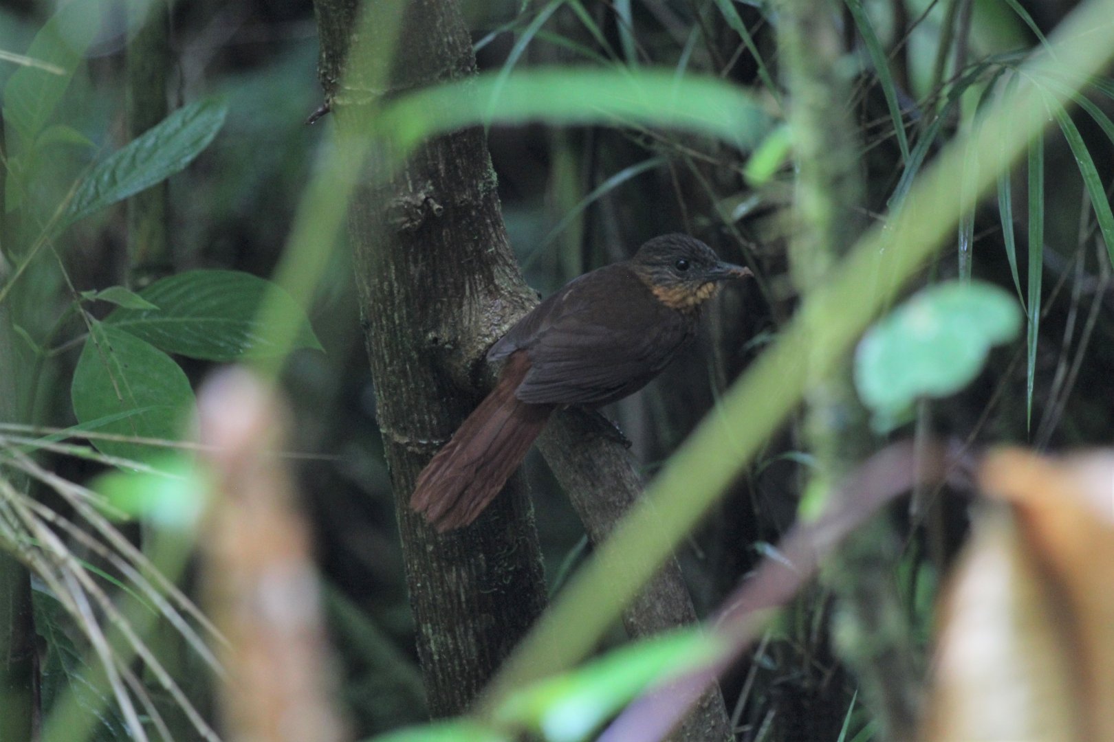 Lineated Foliage-gleaner (??)