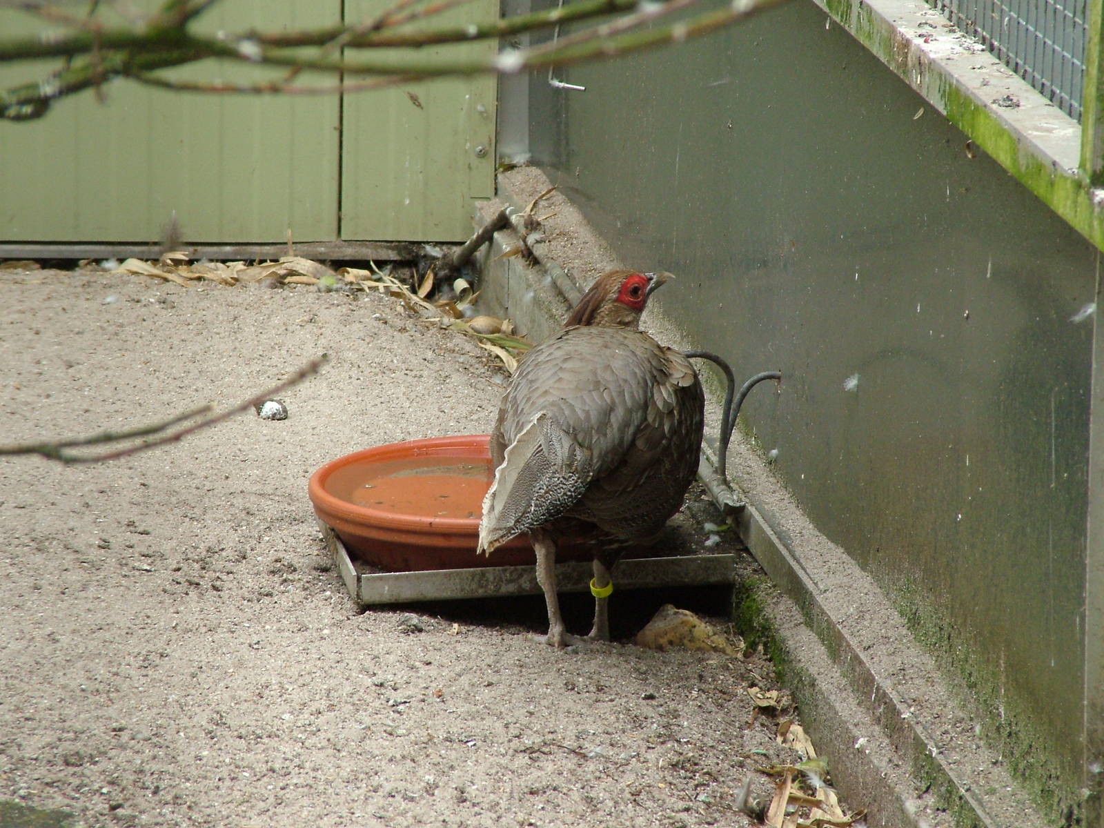 Lineated Kalij at Plantaria 14/05/09