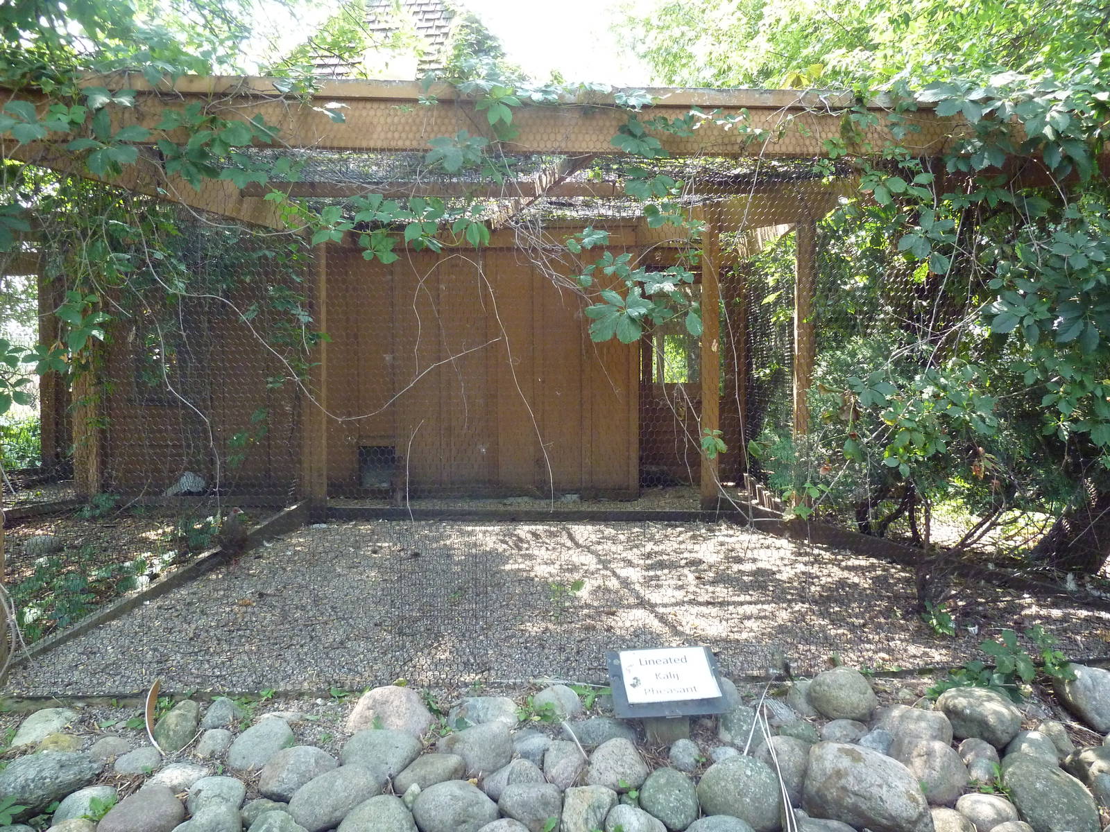 Lineated Kalij Pheasant Exhibit