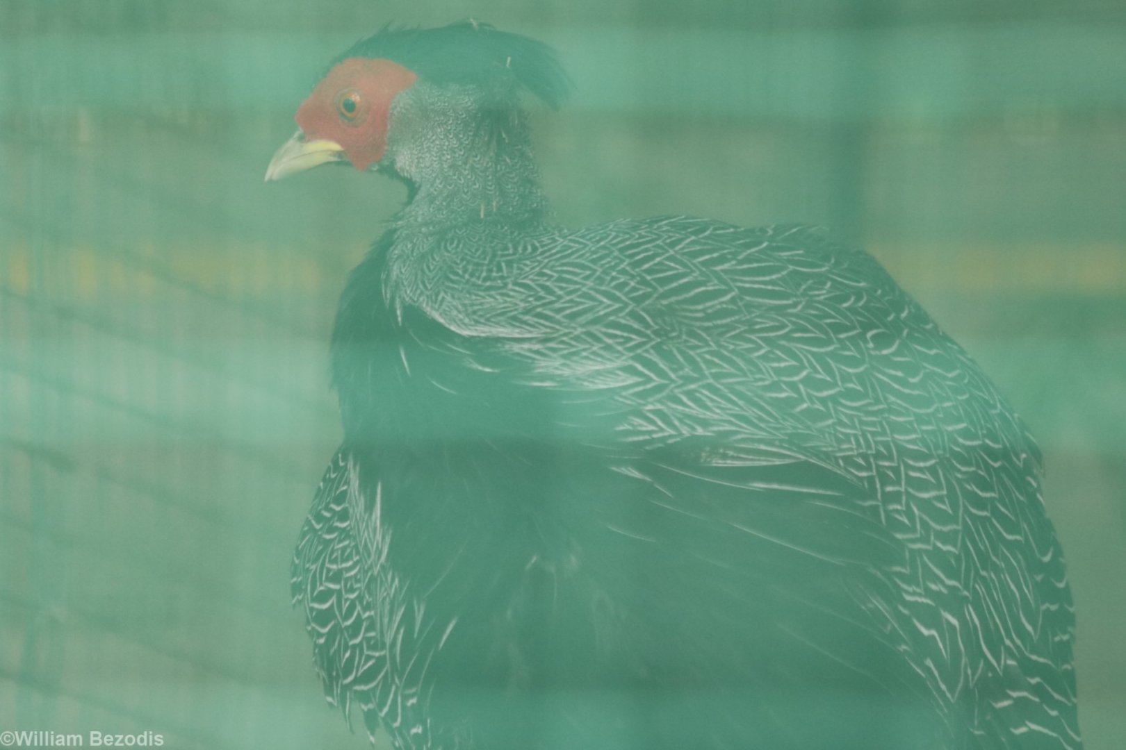 Lineated Kalij Pheasant