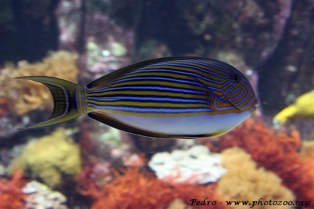 Lineated Surgeonfish (Acanthurus lineatus)