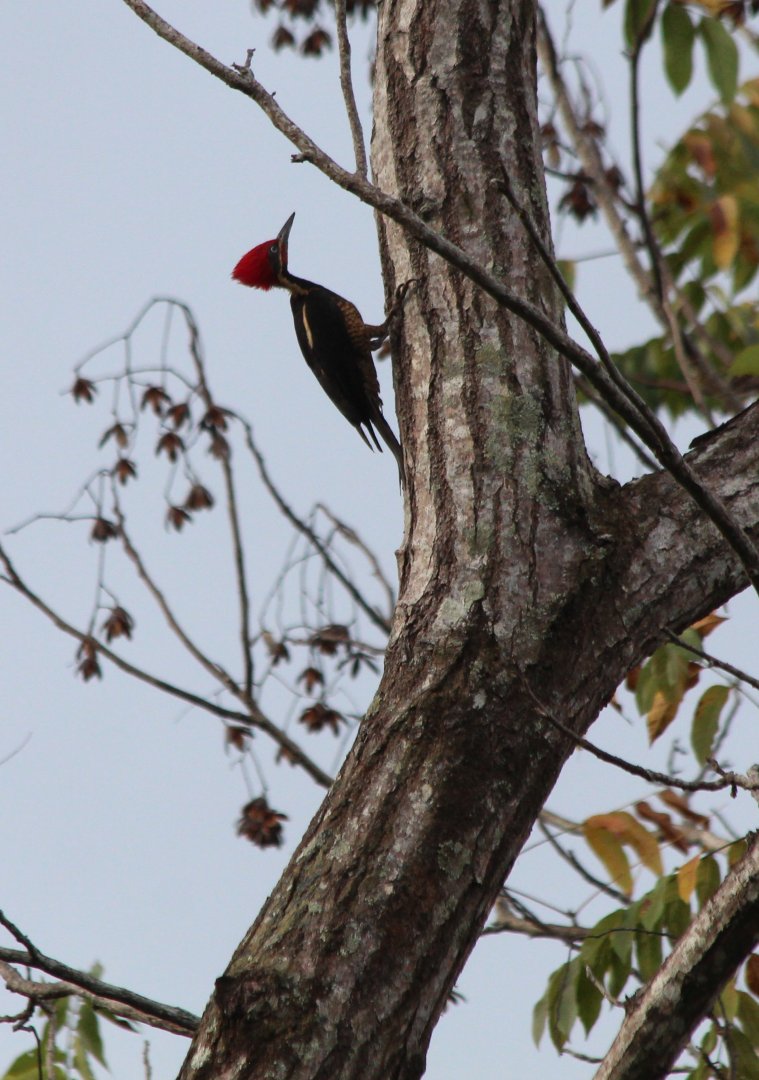 Lineated Woodpecker - Apr 2019