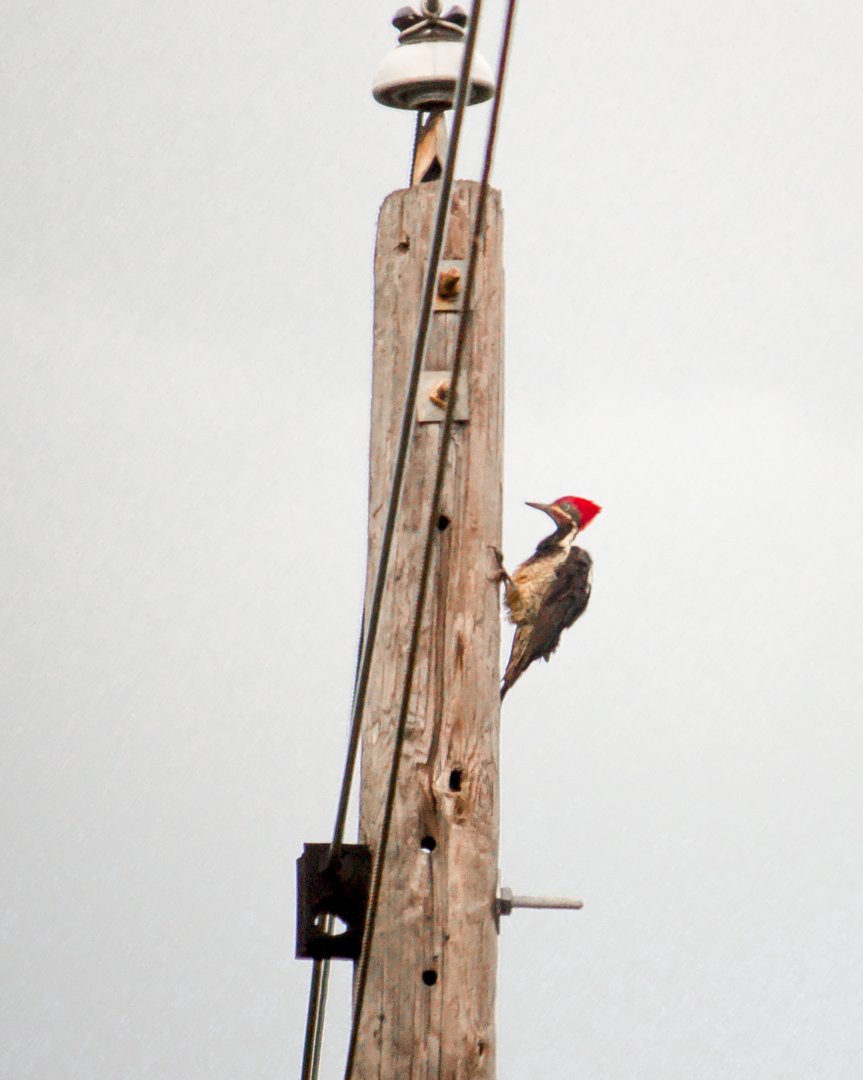 Lineated woodpecker, Dryocopus lineatus