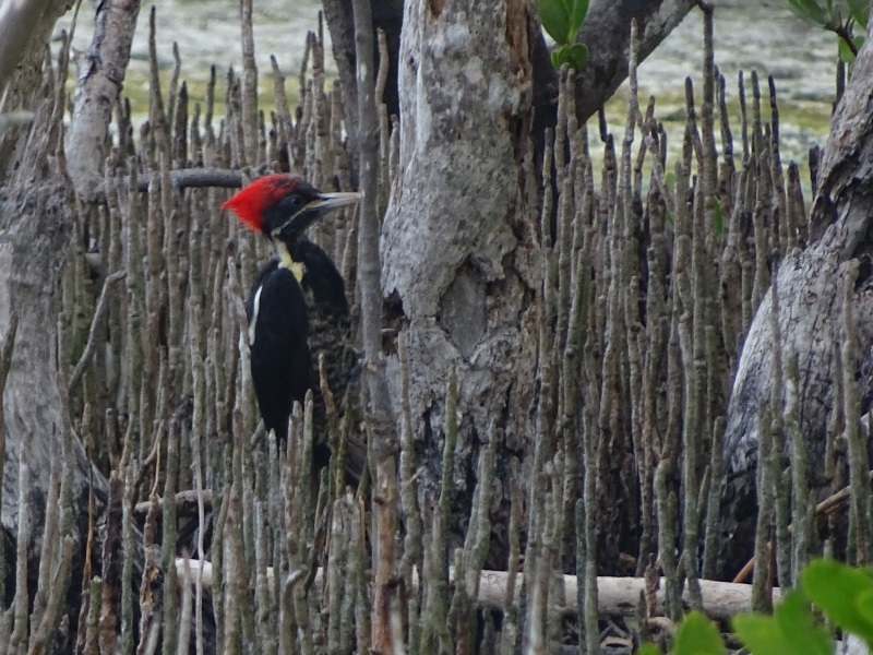 Lineated woodpecker (Dryocopus lineatus)