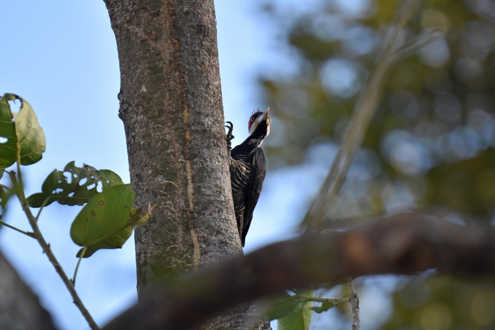 Lineated Woodpecker (Dryocopus lineatus)