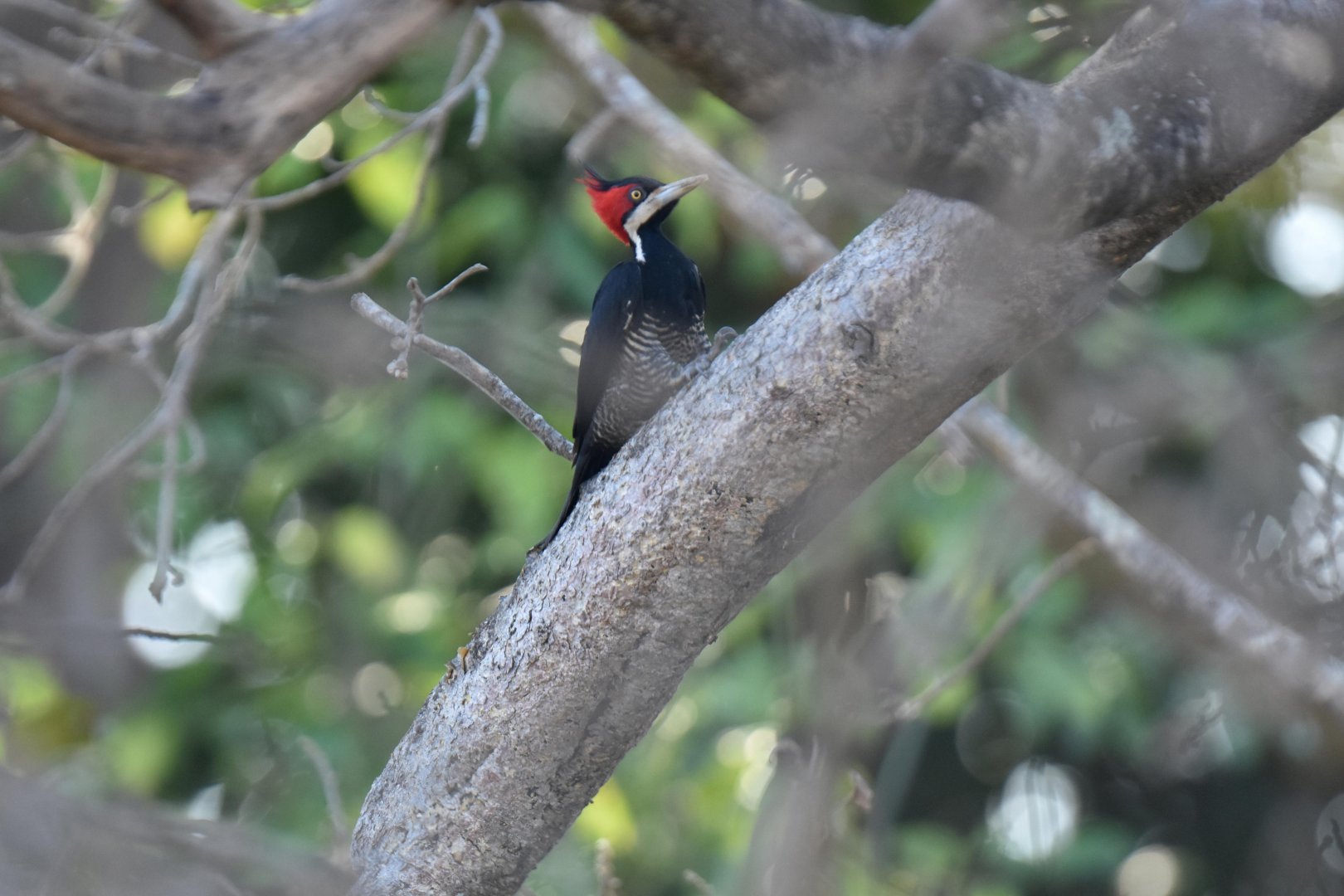 Lineated Woodpecker (Dryocopus lineatus)