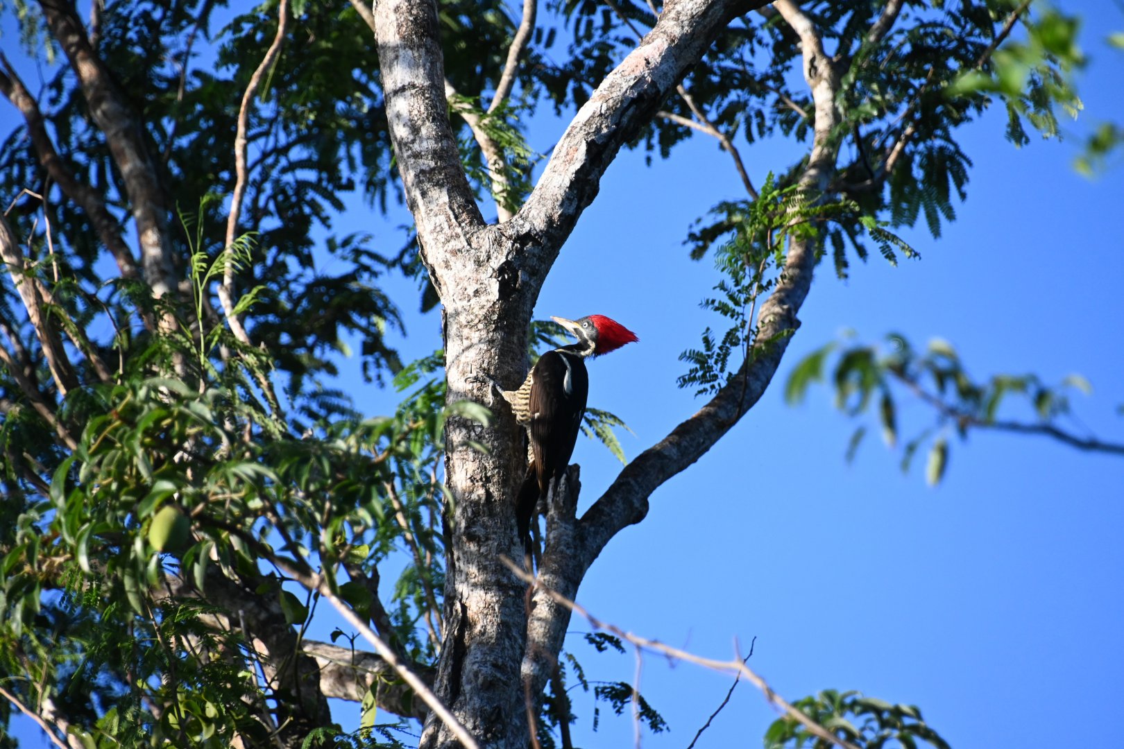 Lineated woodpecker (Dryocopus lineatus)