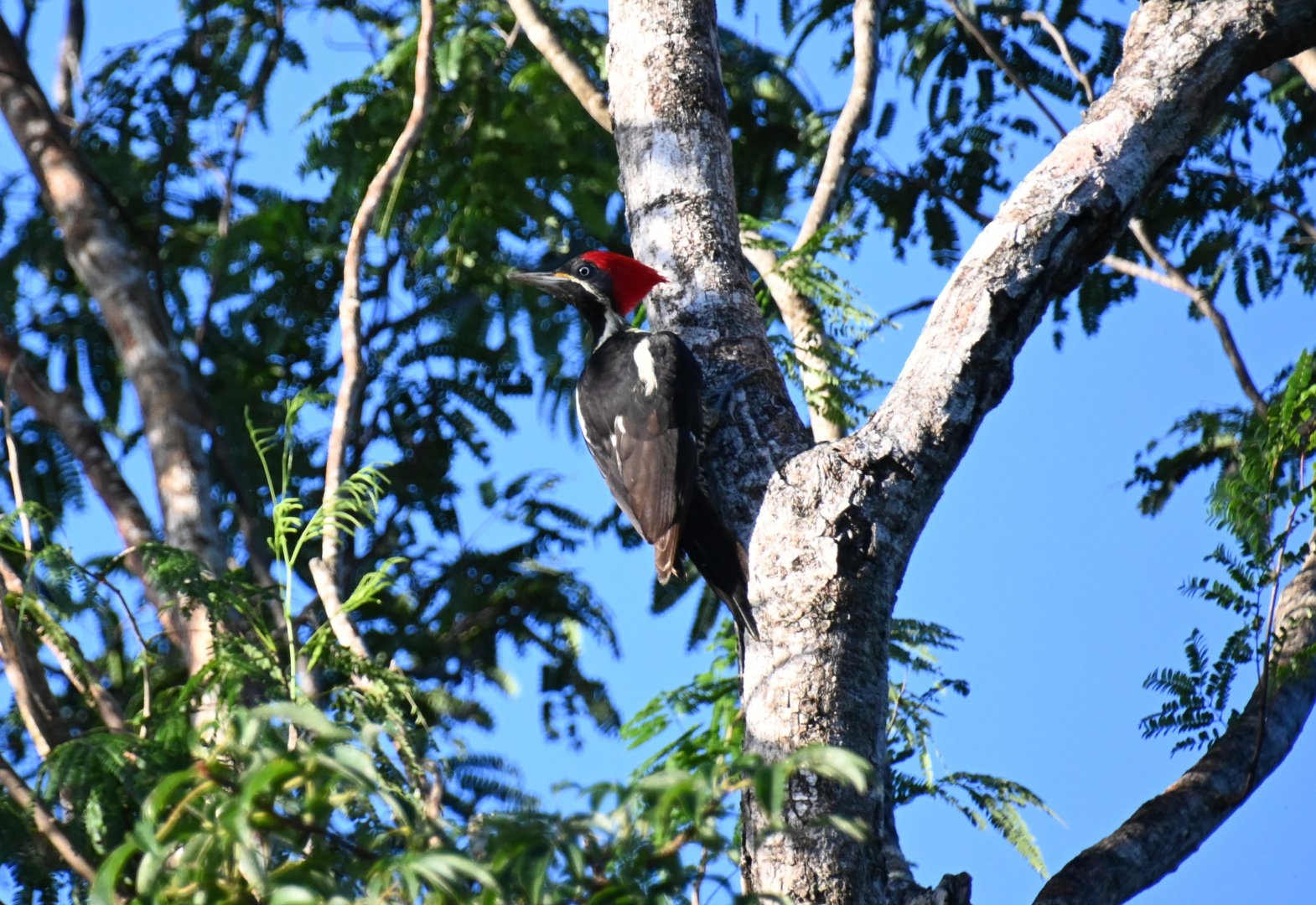 Lineated woodpecker (Dryocopus lineatus)