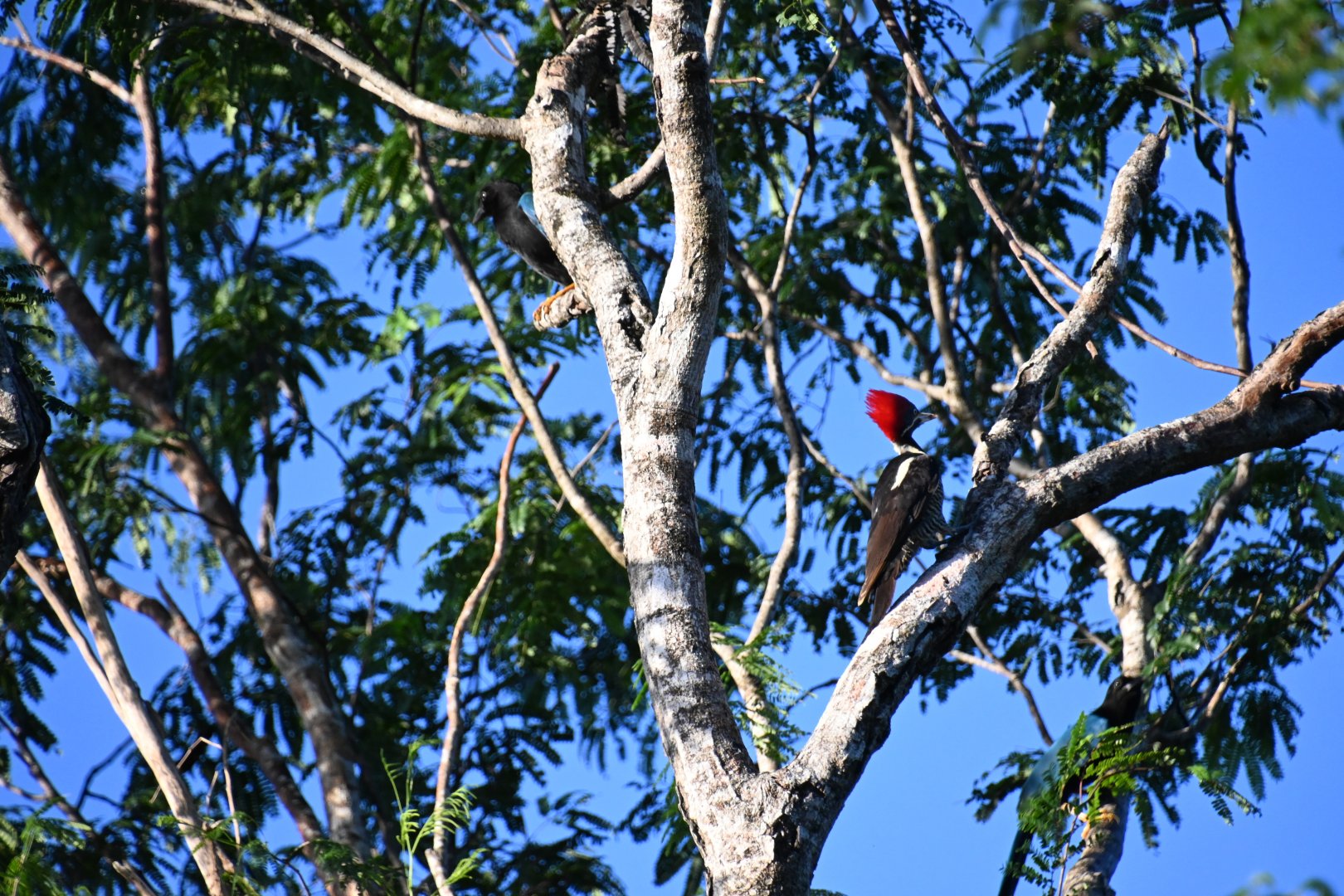 Lineated woodpecker (Dryocopus lineatus)