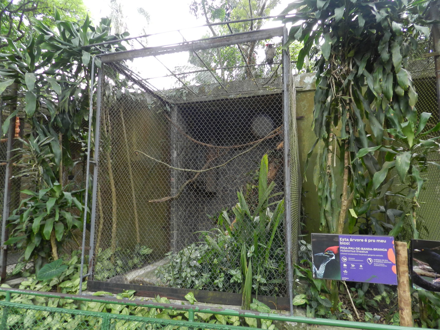Lineated woodpecker exhibit - Zoo São Paulo