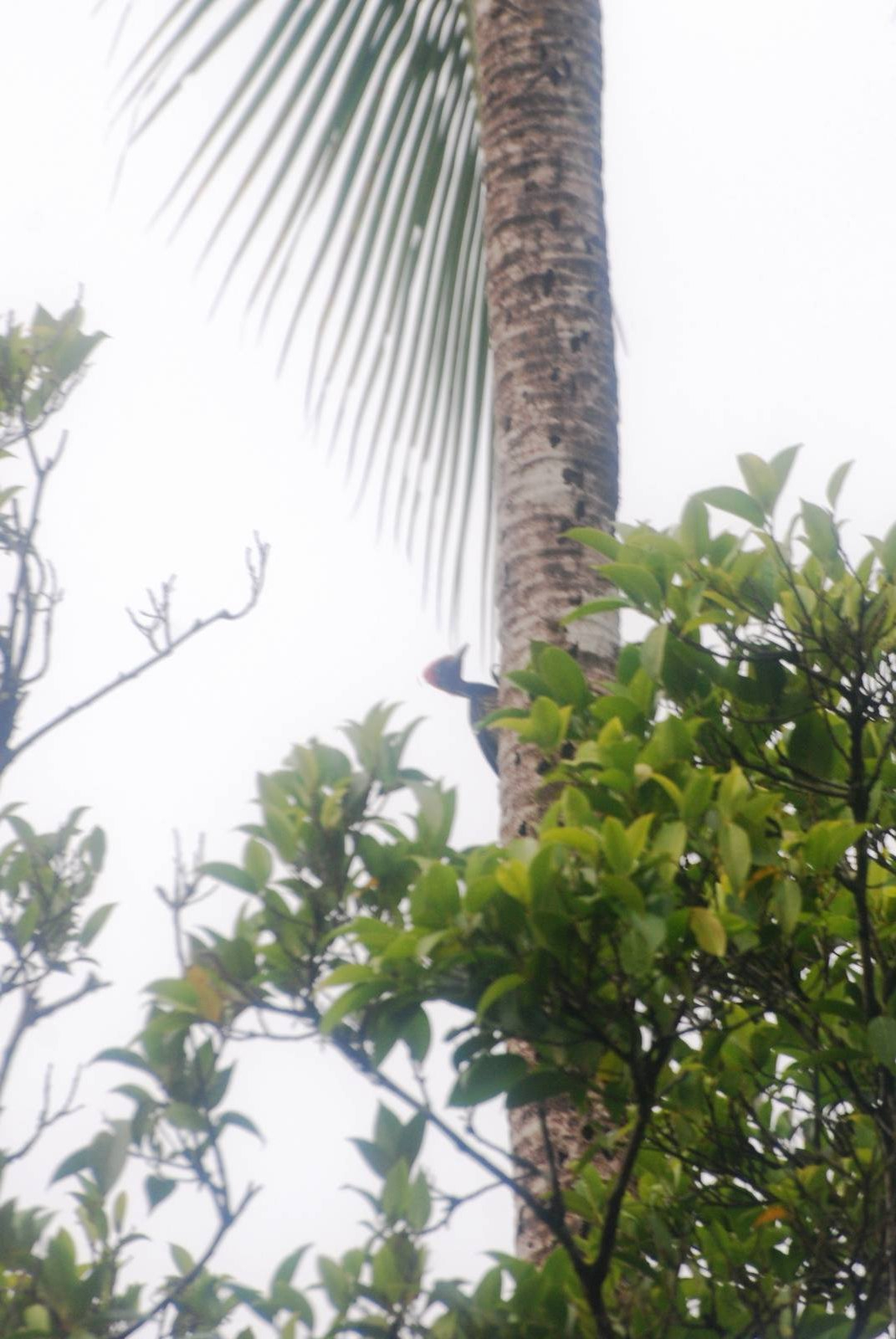 Lineated Woodpecker in Tortuguero, 14/04/14