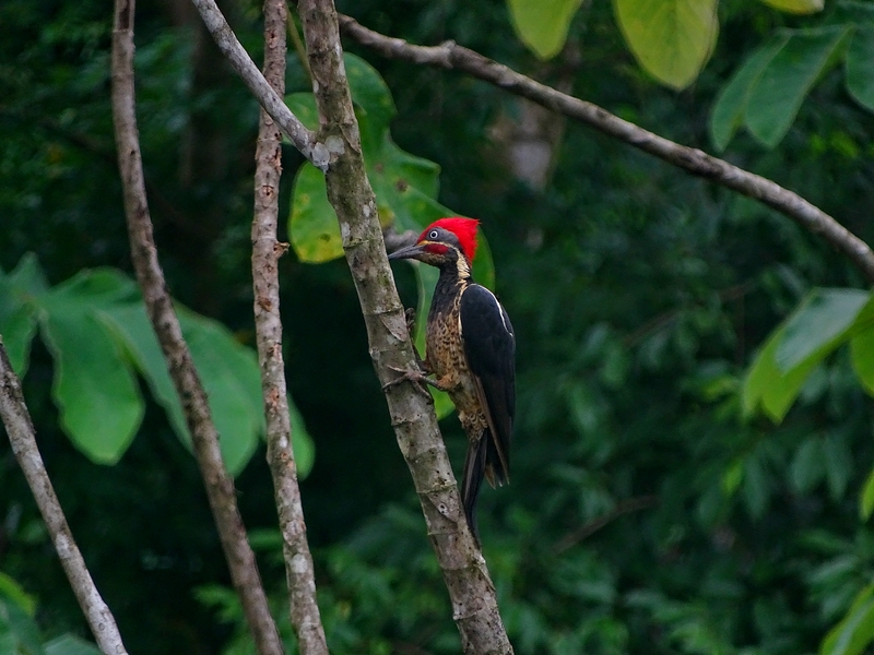 Lineated woodpecker (male)
