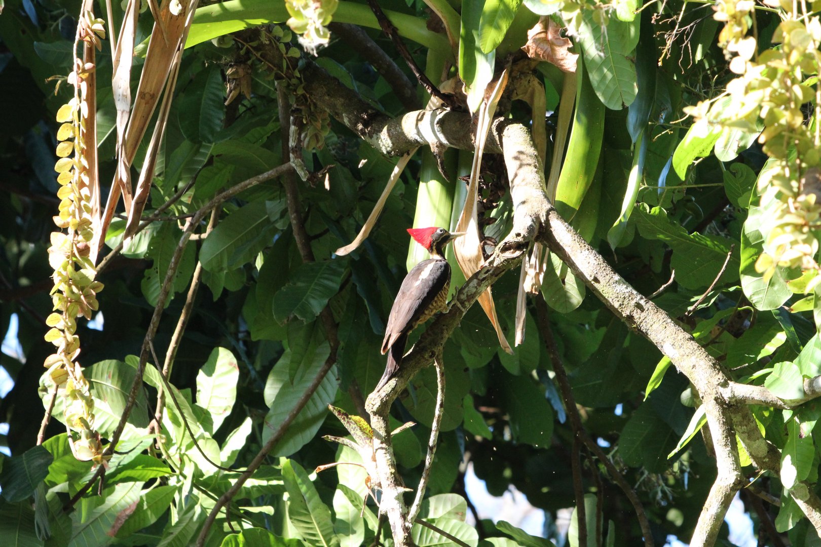 Lineated Woodpecker
