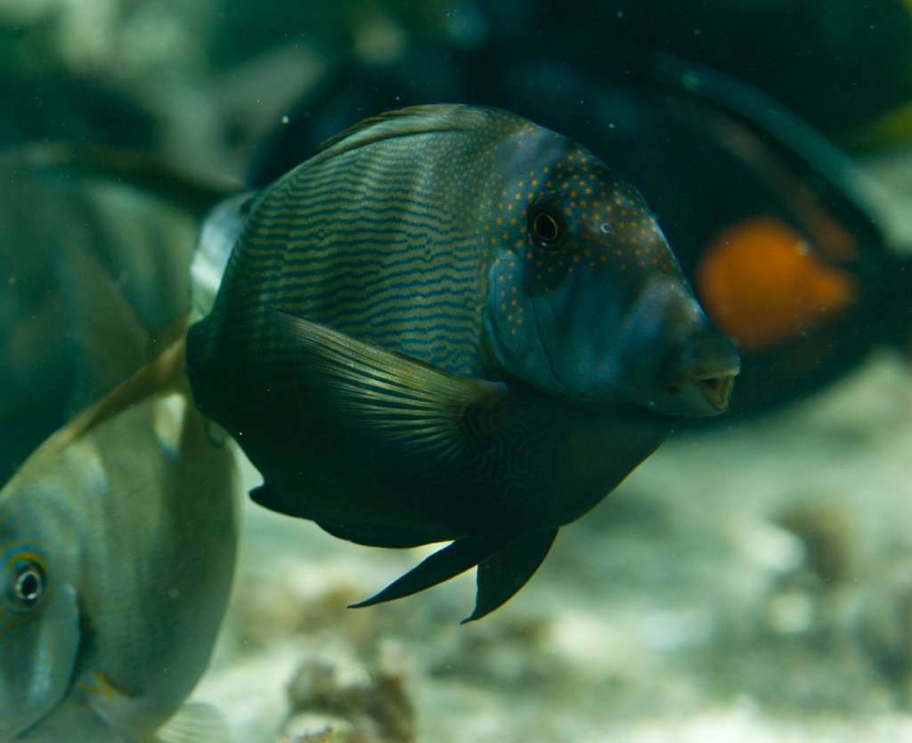 Lined Bristletooth (Ctenochaetus striatus)