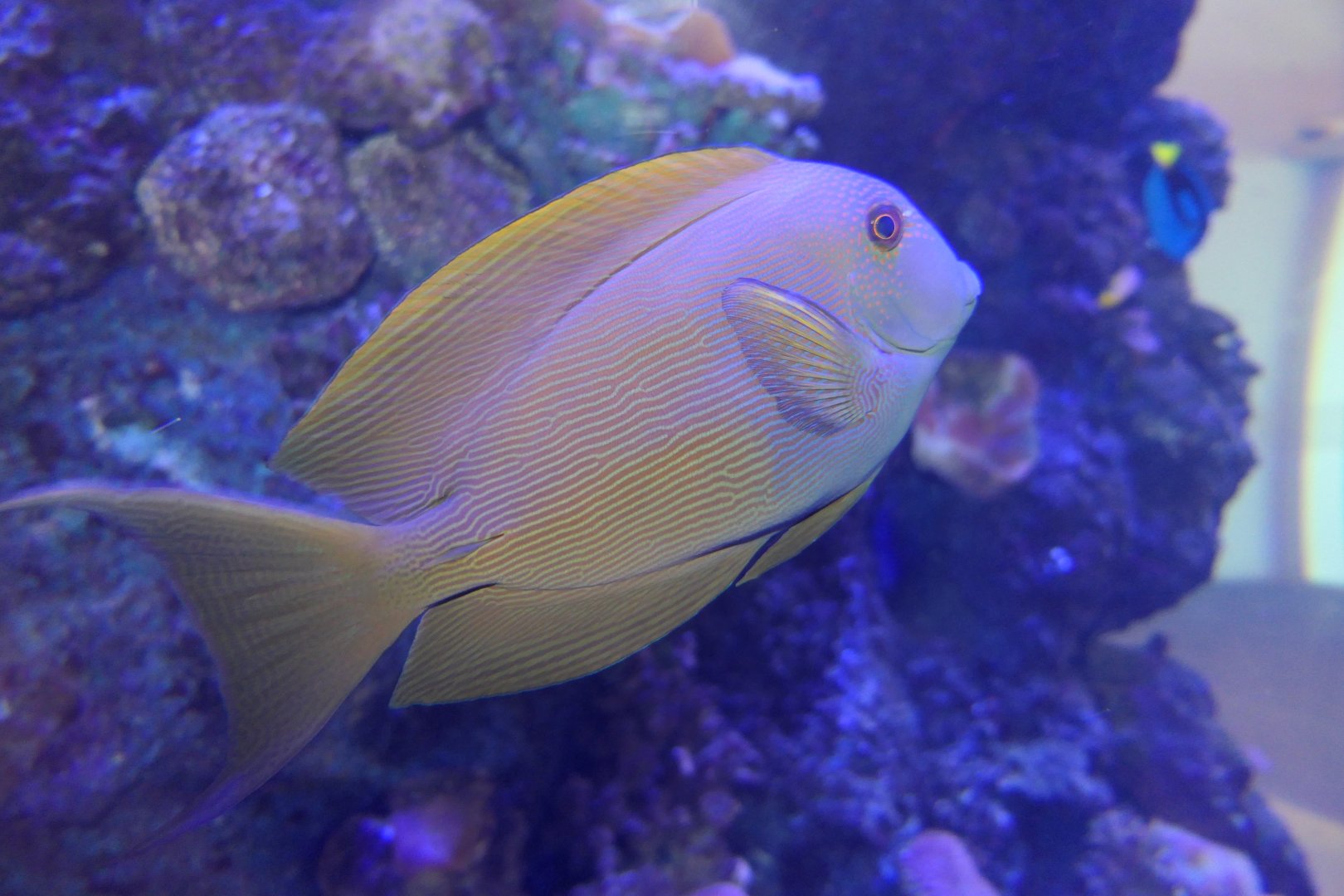 Lined Bristletooth (Ctenochaetus striatus)