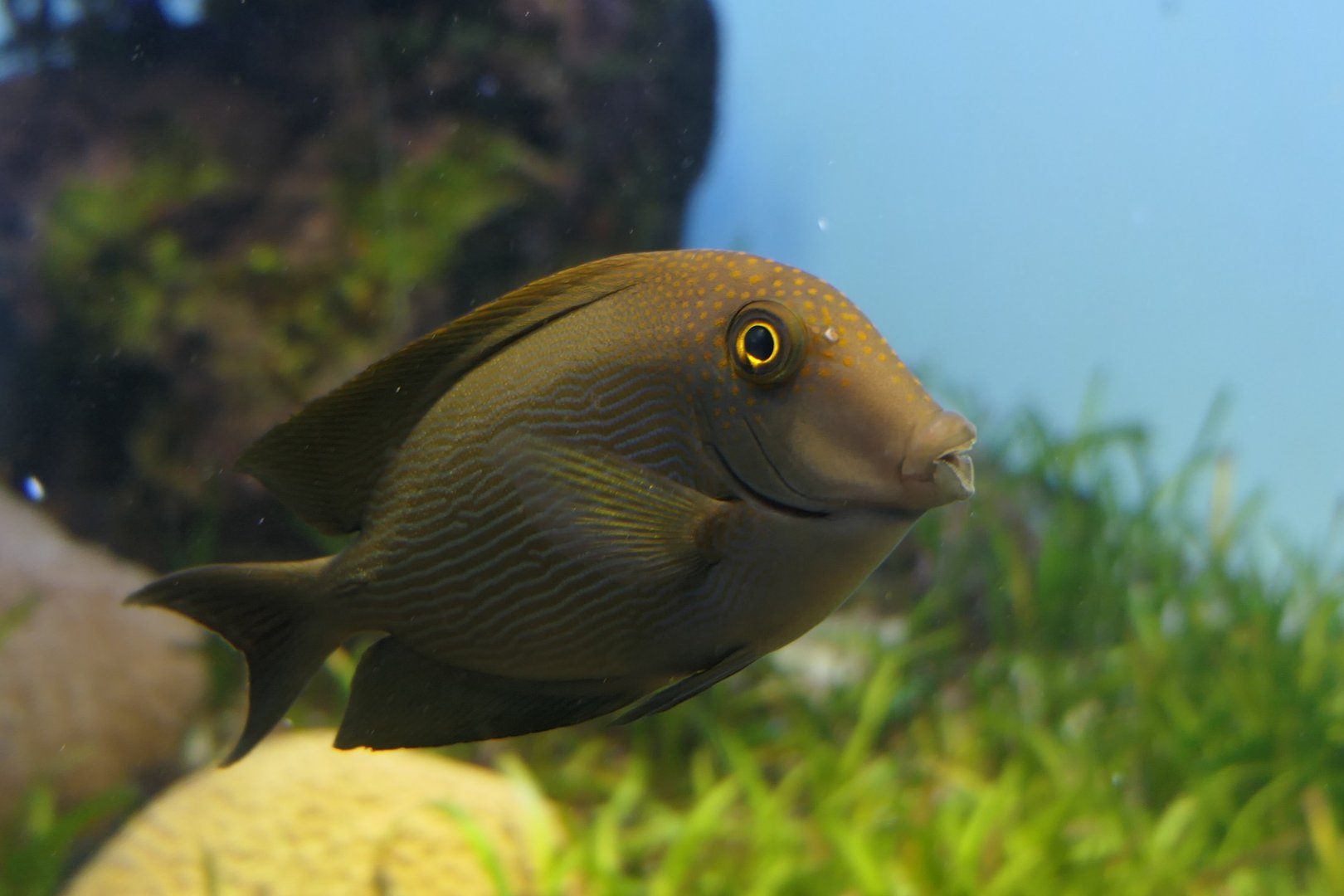 Lined Bristletooth (Ctenochaetus striatus