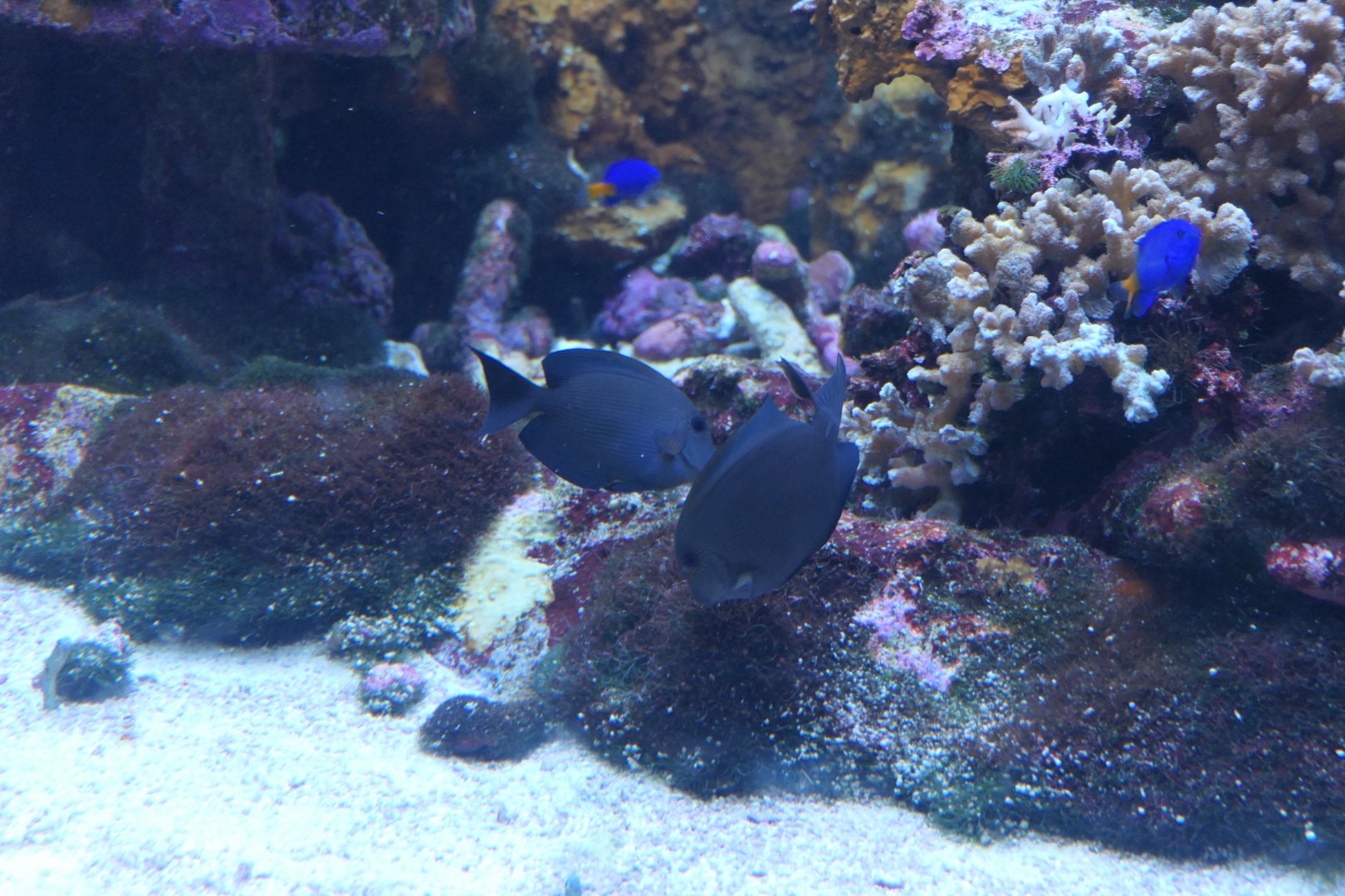 Lined Bristletooth (Ctenochaetus striatus)