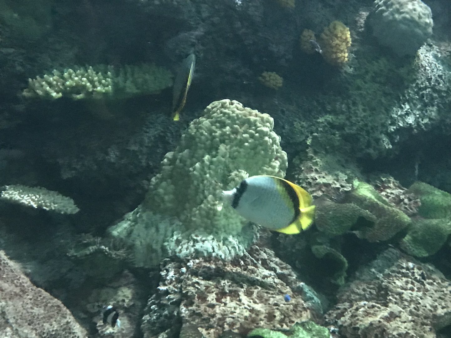Lined butterflyfish (Chaetodon lineolatus)