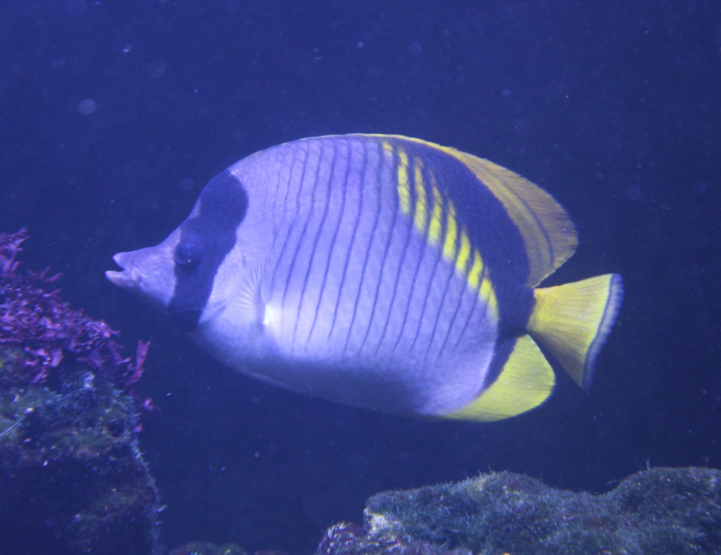Lined butterflyfish - Chaetodon lineolatus