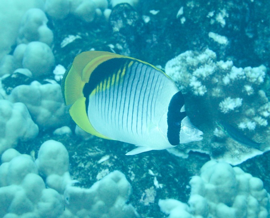 Lined Butterflyfish