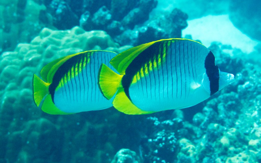 Lined Butterflyfishes