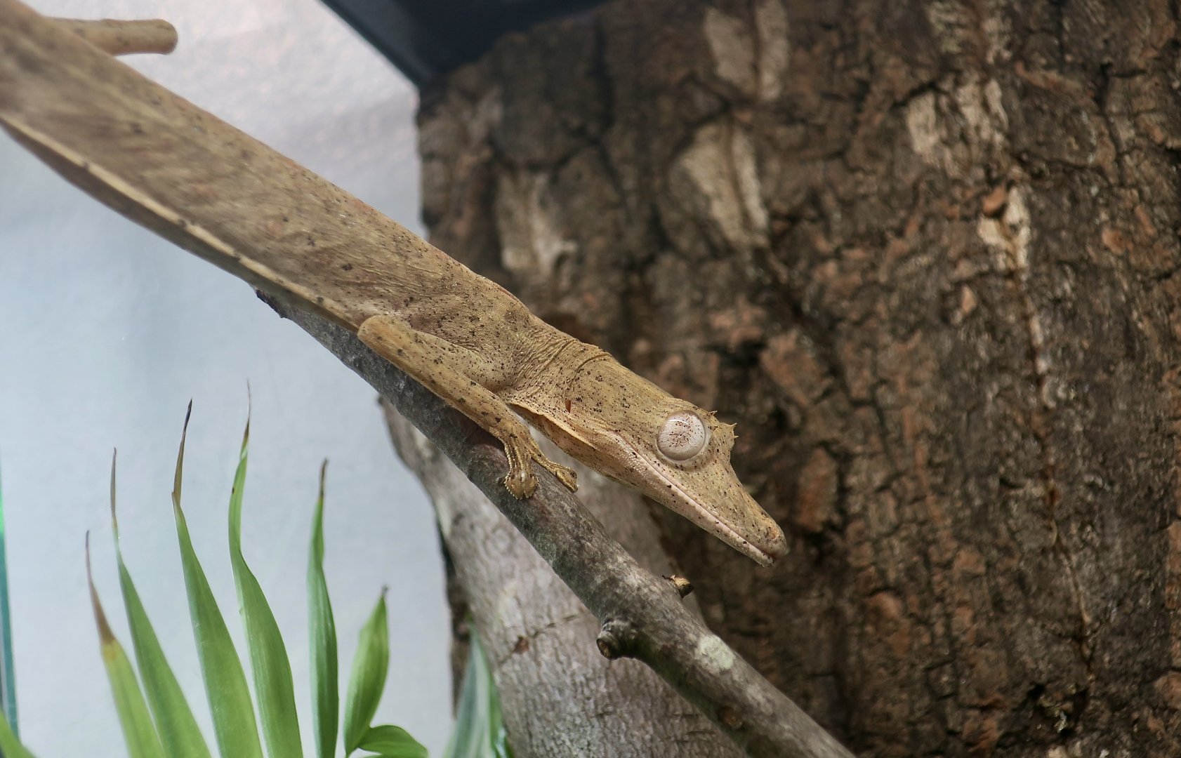 Lined Flat-Tail Gecko (Uroplatus lineatus) - The Gecko Gallery NYC