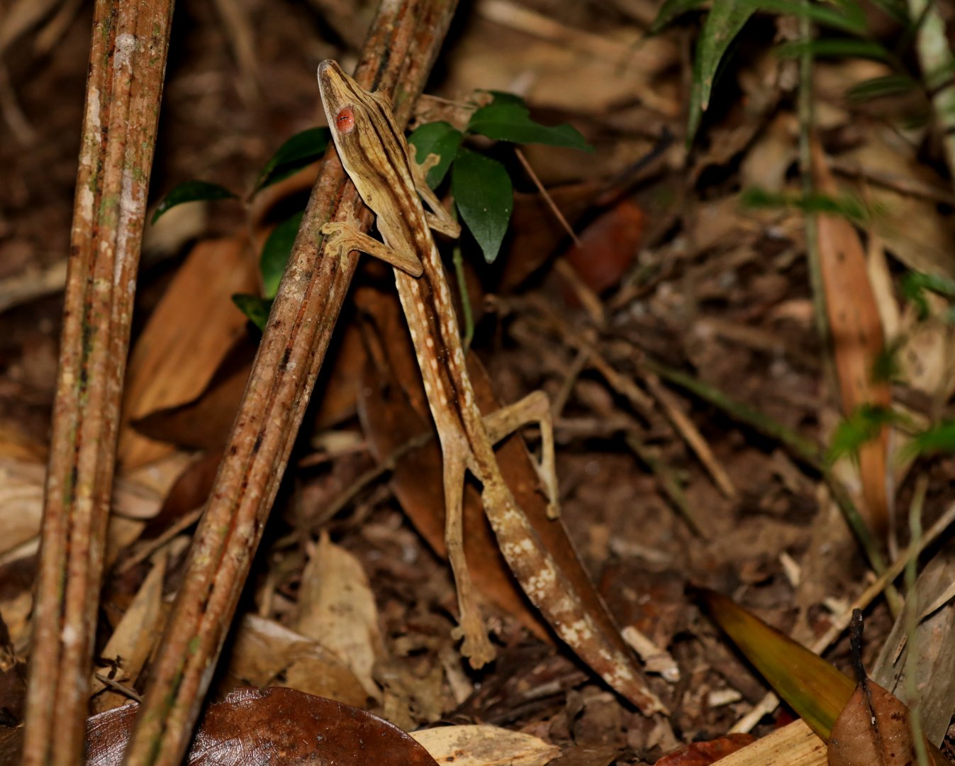 lined flat-tail gecko (Uroplatus lineatus)
