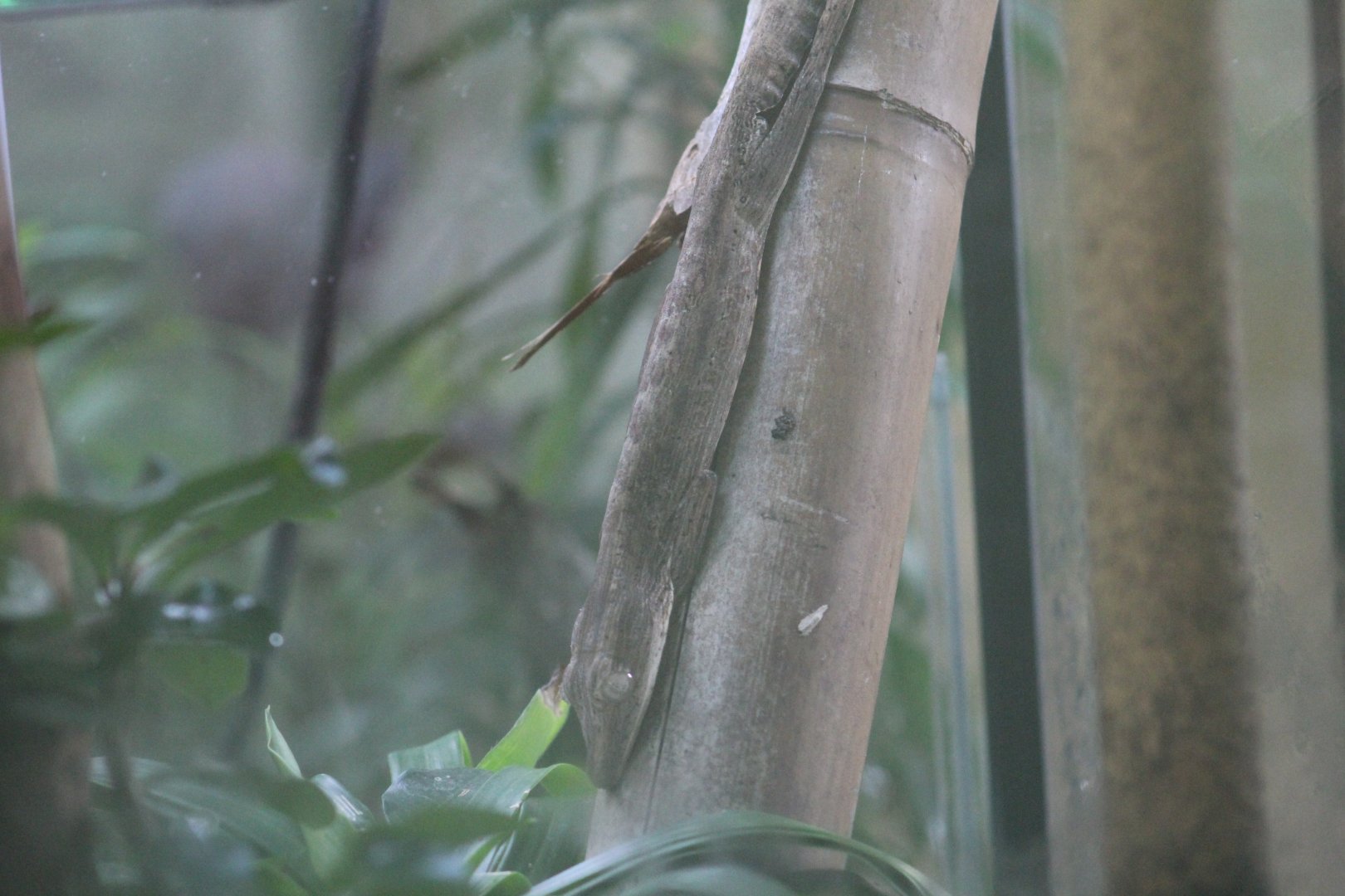 Lined Flat-Tailed Gecko