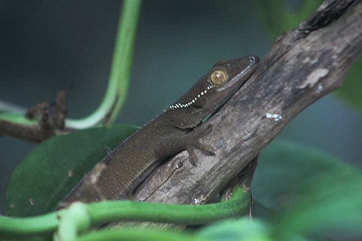 Lined gecko (Gekko vittatus) - Animalium BRIN