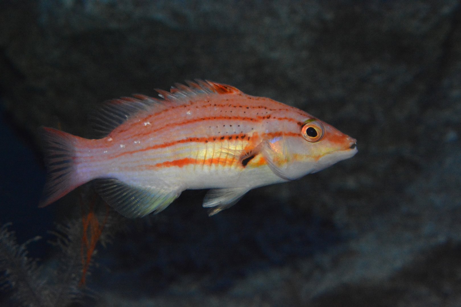 Lined hogfish (Bodianus leucosticticus)